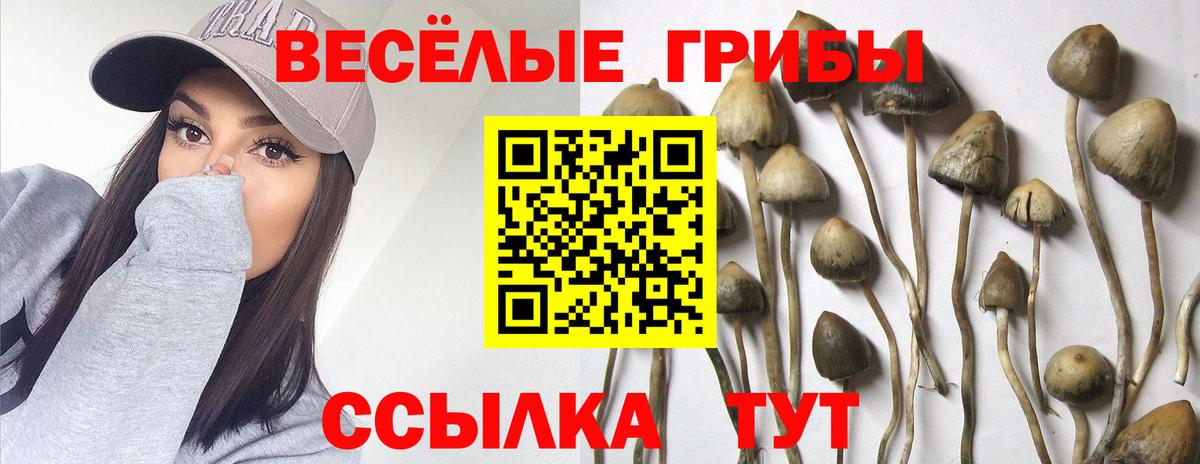 Галлюциногенные грибы мухоморы Сосновый Бор